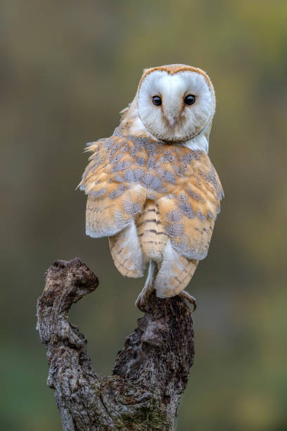 istock Beautiful Barn owl (Tyto alba) sitting on a branch at a pasture looking for prey. 2182866939