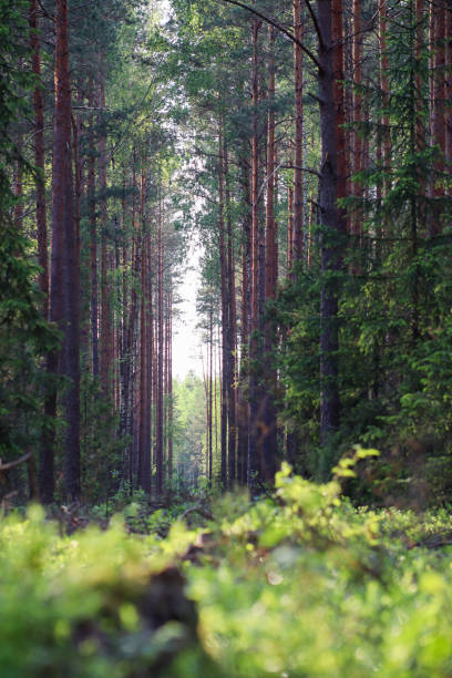 istock The bright sun is shining gently through the trees in the forest 2182867131