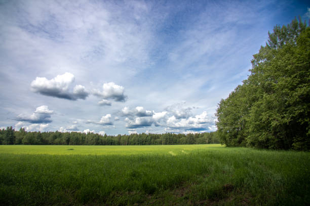 White clouds over the forest and meadow. Spring season. Web banner.