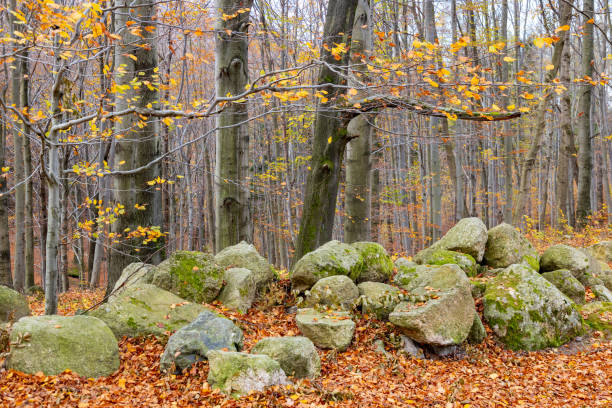 Magical forest scenery