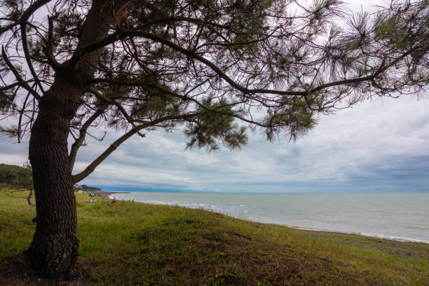 istock A beautiful tree stands proudly on a grassy hill overlooking the vast ocean 2182868847