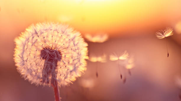 istock Dandelion in Sunset With Flying Seeds. 2182870600