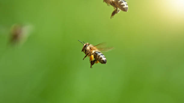 istock Flying honey bees isolated on green background. 2182870869