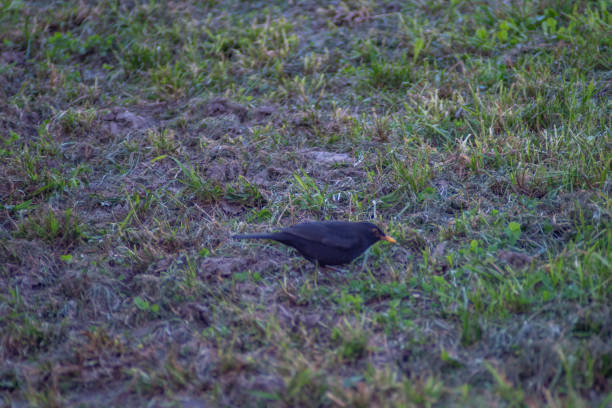 Black bird eating in the grass