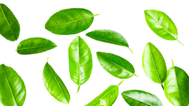 istock Cut-out of a green lime leaf on a white background with clipping paths, showing natural texture and vivid color 2182873216