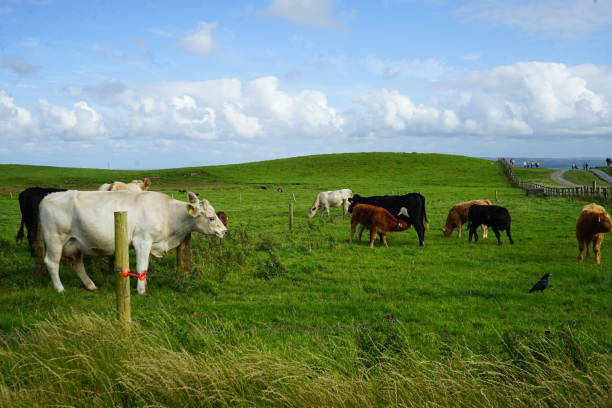 istock Cliffs of Moher in Summer Ireland 2182873796