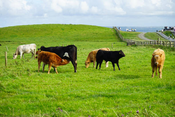 istock Cliffs of Moher in Summer Ireland 2182873810
