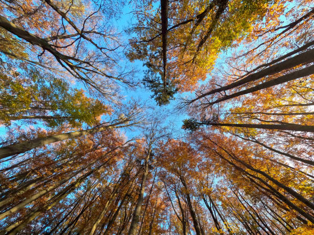 istock Looking up at autumn forest canopy with blue sky 2182874827