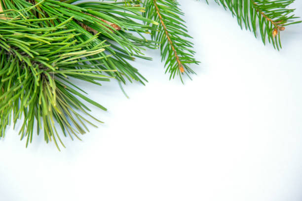istock Fresh green pine branches arranged artfully on a light background, showcasing their vibrant needles and natural beauty in autumn 2182874975