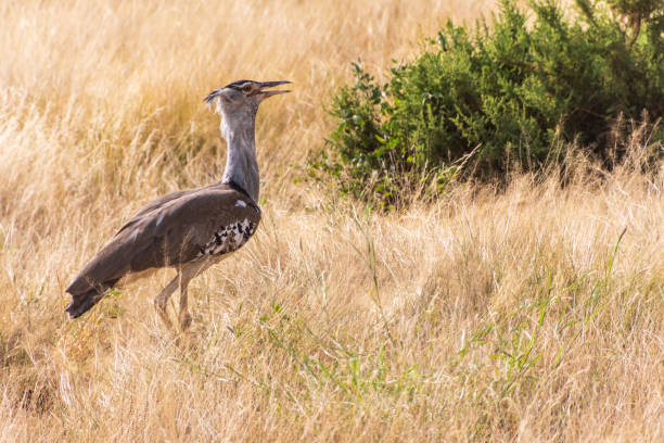 A Kori Bustard -Ardeotis kori- stands tall in Samburu National Reserve, Kenya. Its mottled gray and brown plumage blends with the dry grassland. The large bird, with a thick neck and crest, scans the open terrain, showcasing its impressive size. Sparse acacia trees and arid landscape form the backdrop, highlighting the bustard's natural habitat.