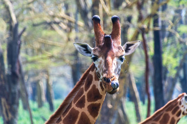Close-up of Rothchild Giraffe - Giraffa camelopardalis camelopardalis- feeding in the bushes in Lake Nakuru national park, Kenya