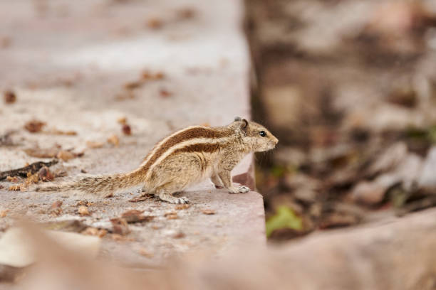 istock Cute little chipmunk nimble and fast crossing parkway and jumps, fluffy tailed tiny park dweller 2182875539