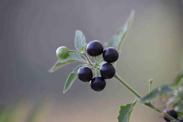 istock Solanum Nigrum fruits 2182875553