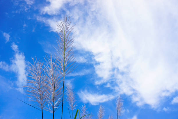 Grass flower with blue sky and clouds background, Nature theme