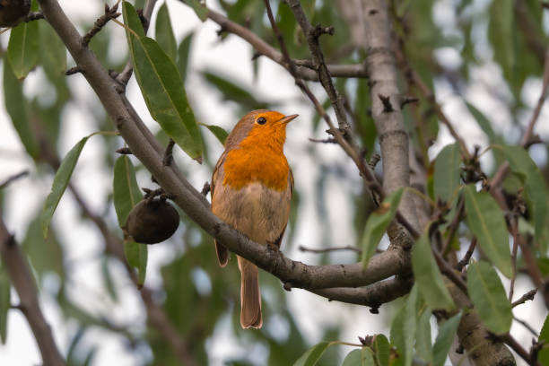 The familiar Robin appears as a small, plump bird, with relatively short wings that barely reach the middle of the tail.