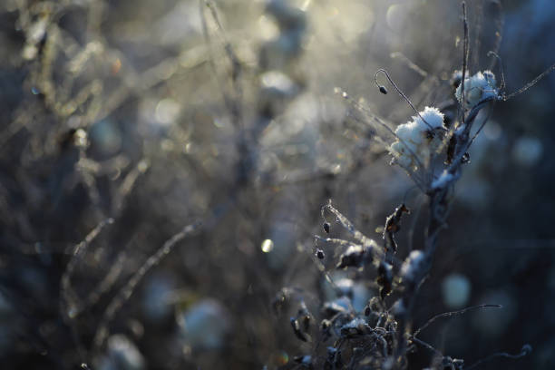 White snow on a bare tree branches on a frosty winter day, close up. Natural background. Selective botanical background. High quality photo