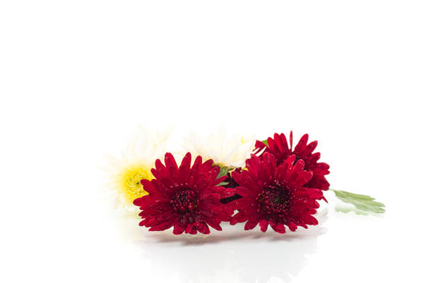 Close-up of a red flower with yellow stamen