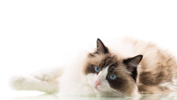 istock Happy beautiful Ragdoll cat isolated on white background 2182879458