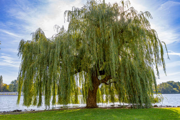 istock Old beautiful weeping willow on the shore of Lake Schwerin 2182880792