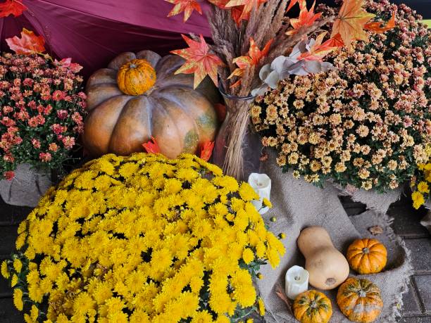 istock Vibrant autumn display featuring pumpkins and colorful chrysanthemums 2182881805