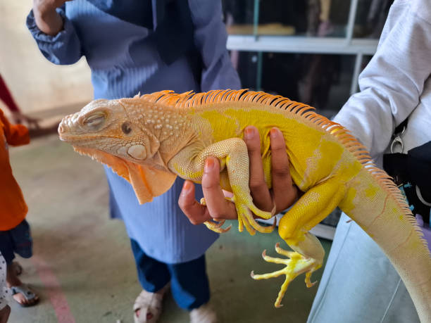 istock pet yellow iguana in hand 2182882357