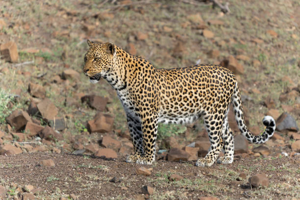 istock Leopard hunting  in Mashatu Game Reserve 2182882884