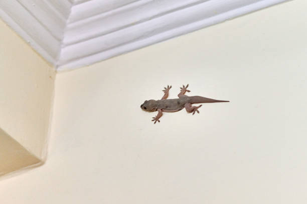 istock Small nimble gecko crawls on wall inside house, delicate feet of lizard navigating vertical surface 2182883154