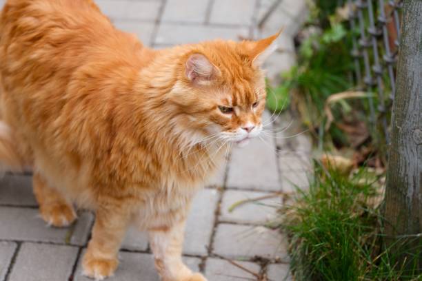 istock Ginger Maine Coon cat looking for something outdoors 2182883589