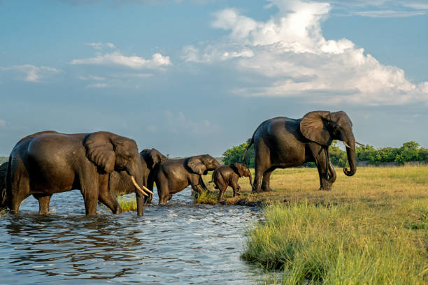 istock Close encounter with Elephants crossing the Chobe river 2182883622