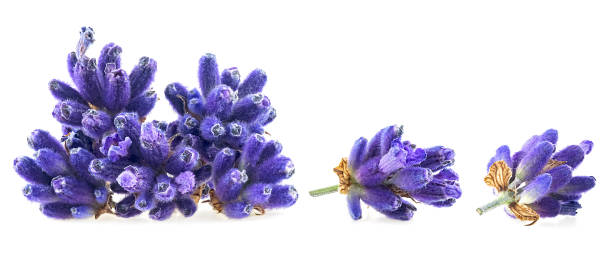 istock Group of lavender flowers isolated on a white background, macro. 2182884095