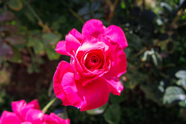 Close-up rose photo