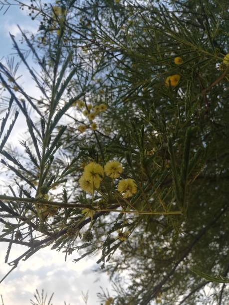 istock The beautiful acacia flowers view 2182887698