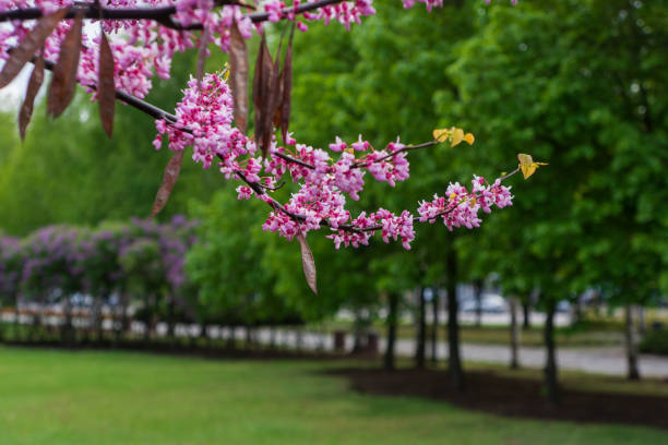 Cercis occidentalis during flowering in the park. Urban environment.