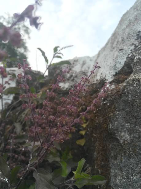 istock The  basil flowers view on the plant 2182888637