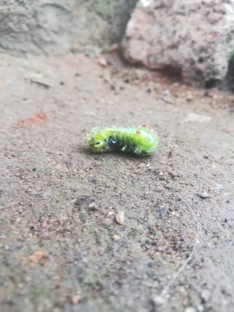 istock The green caterpillar on the floor 2182888863