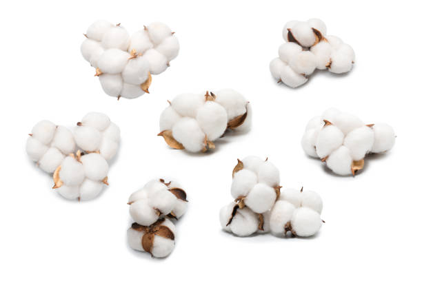 istock Cotton flower branch isolated on white background. 2182891583