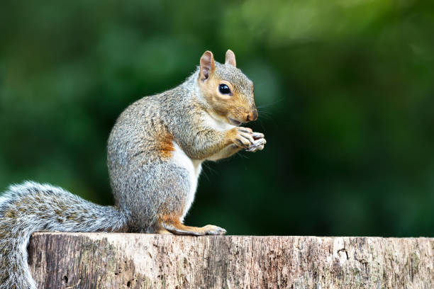 istock Portrait of a cute grey squirrel eating nut on a tree stump 2182893089
