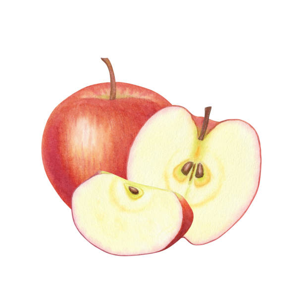 istock Realistic whole and slice red apple on isolated background. Beautiful juicy ripe fruit. Sweet organic healthy food. Hand drawn watercolor botanical illustration. For design, cards, packaging, labels, menus, recipes, advertising 2182893533