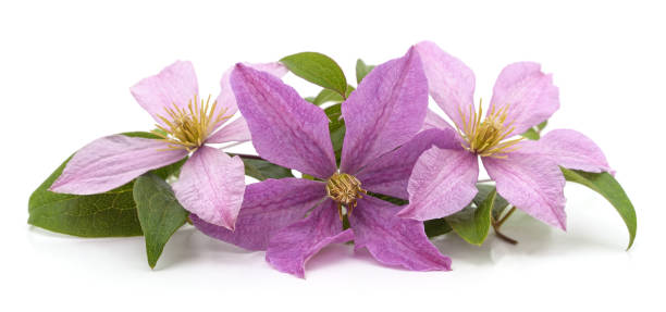 istock Purple clematis and leaves. 2182893923