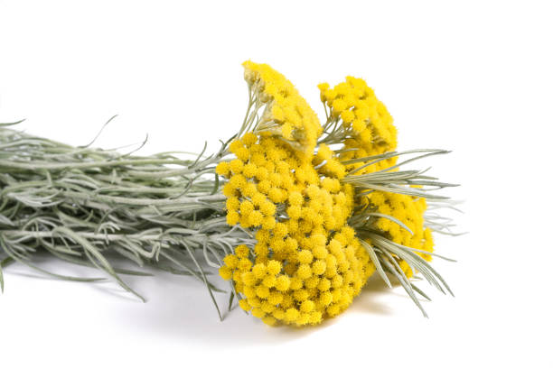 Helichrysum flowers isolated on white background