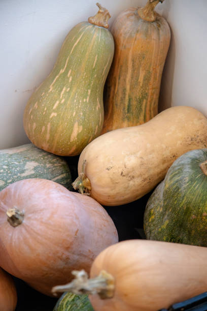 istock Various types of squash, including butternut and green pumpkin, showcasing natural textures and colors, ideal for autumn and winter cooking. 2182895516