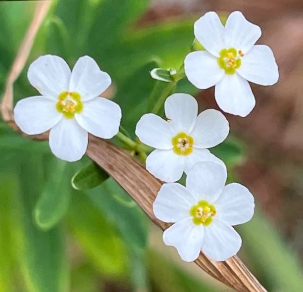 Delicate tiny white flowers in a summertime Wisconsin prairie