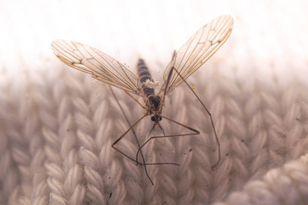 Big mosquito on a whool sweter