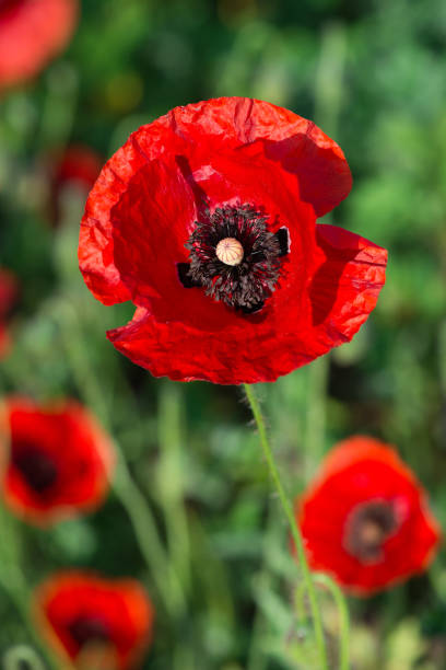 istock Wild poppies (Papaver rhoeas)  blooming in the field in sunny day - selective focus 2182900534