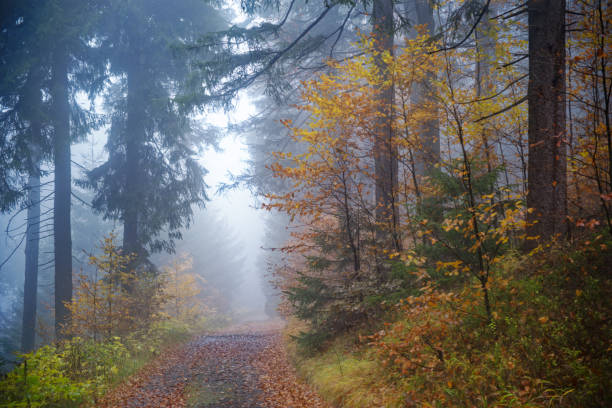 istock Fog in forest on Suchy Vrch, Orlicke hory, Czech Republic 2182900696