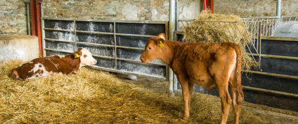 istock Two cute little calves in a cattle pen on a farm. 2182901005