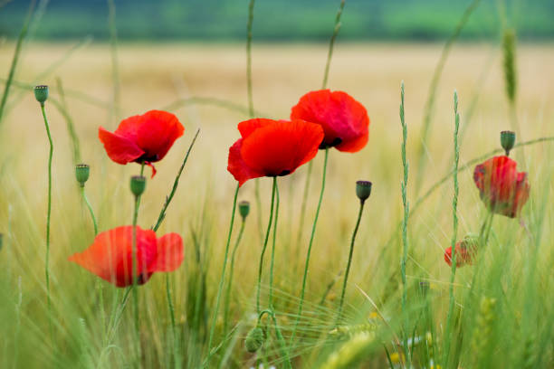 istock Wild poppies (Papaver rhoeas)  blooming in the field in sunny day - selective focus 2182901113
