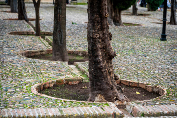 Alberi e aiuole in fila