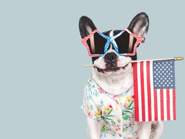 istock Charming puppy, sunglasses and American Flag. Studio shot 2182902720
