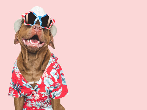 istock Charming dog, sunglasses and bright Hawaiian shirt 2182902803